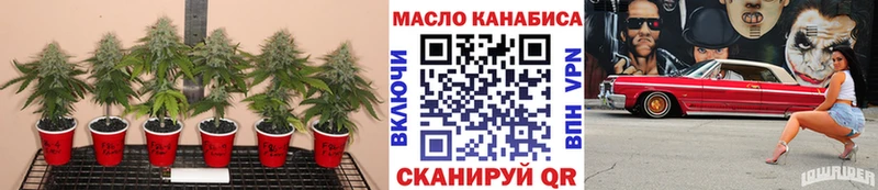 как найти закладки  Вышний Волочёк  ТГК гашишное масло 